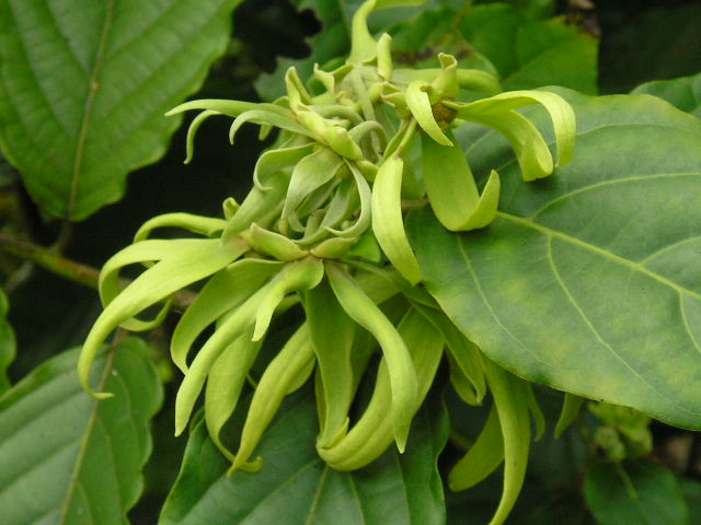 MacamMacamFloraTanamanKhasDiIndonesiaRimbaBara MacamMacamFloraTanamanKhasDiIndonesiaRimbaBara